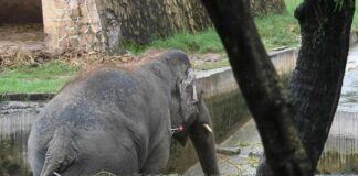 Elephant dies of electrocution in Jharkhand