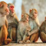 Monkeys 'own' land in this Maharashtra village
