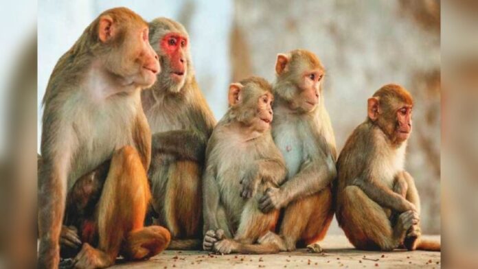 Monkeys 'own' land in this Maharashtra village